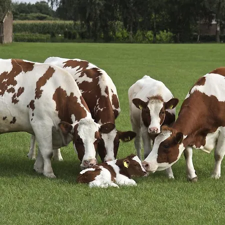 Minicamping De Lindehoef Daire Moergestel