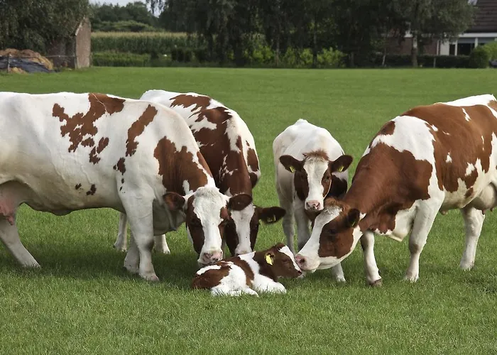Minicamping De Lindehoef Lejlighed Moergestel